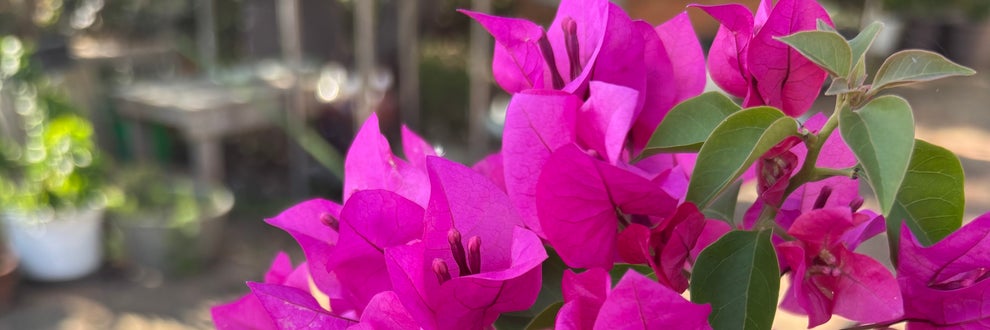 沖縄タコス　　サボテンの画像